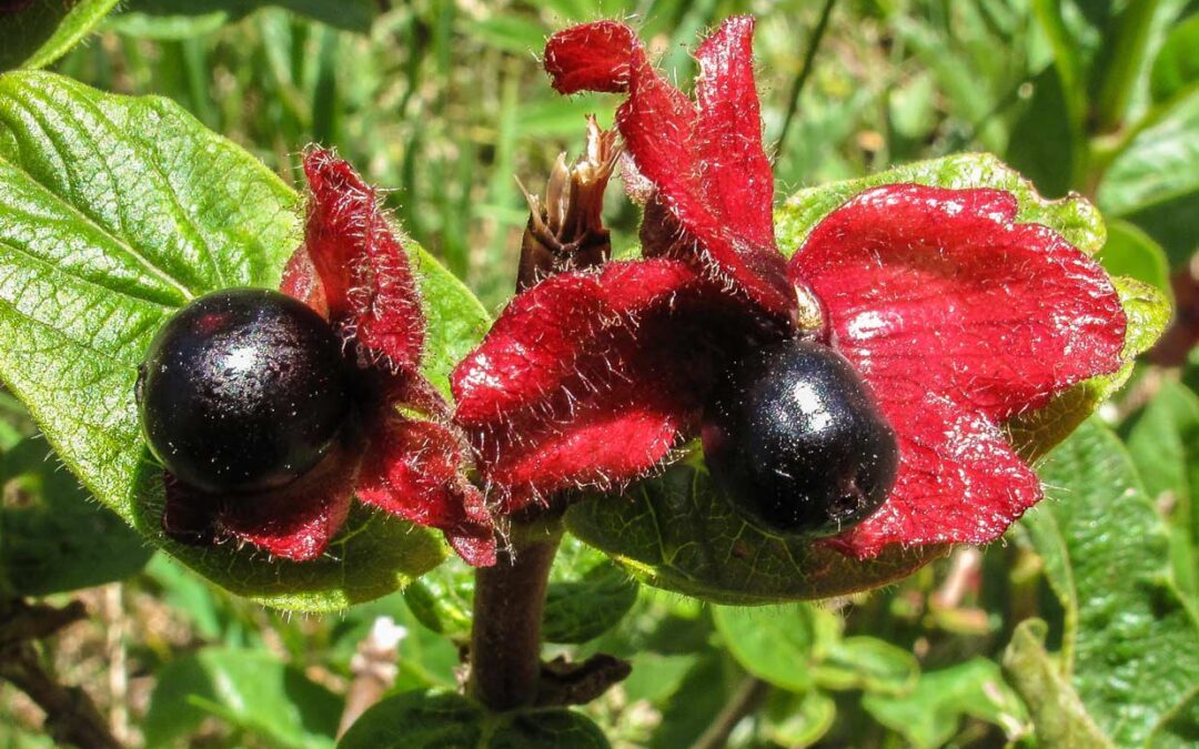 Black Twinberry fruit (Lonicera involucrata)