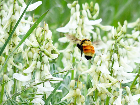 Bombus ternarius & Astragalus drummundii