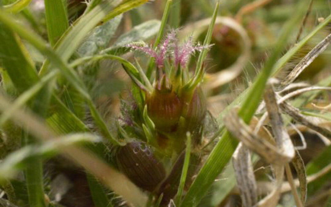 2016 Photo Contest 3rd Place Native Plant Category