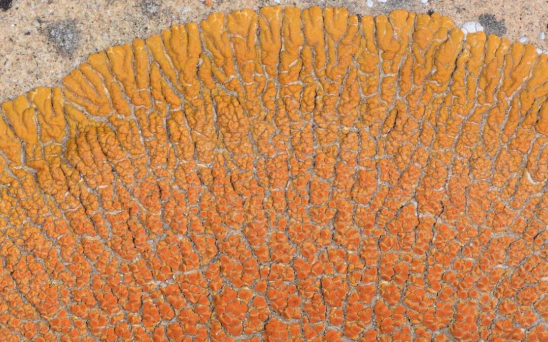 Desert Sunset Lichen (Caloplaca trachyphylla)