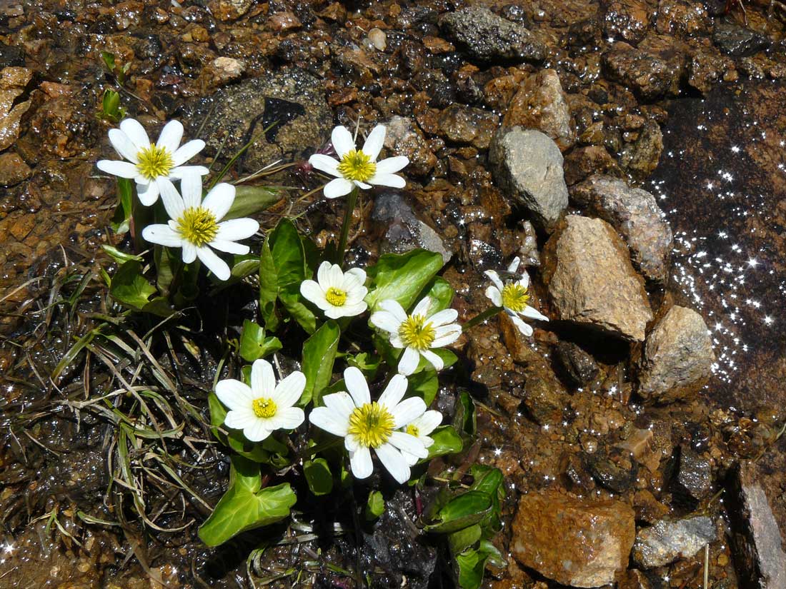 photo of several white-flowered marsh marigolds in a seepy brook