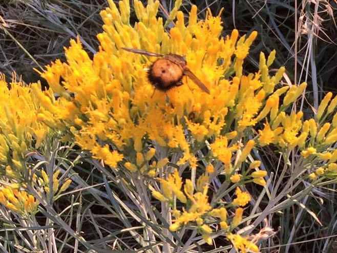 Chrysothamnus nauseus Bousselot