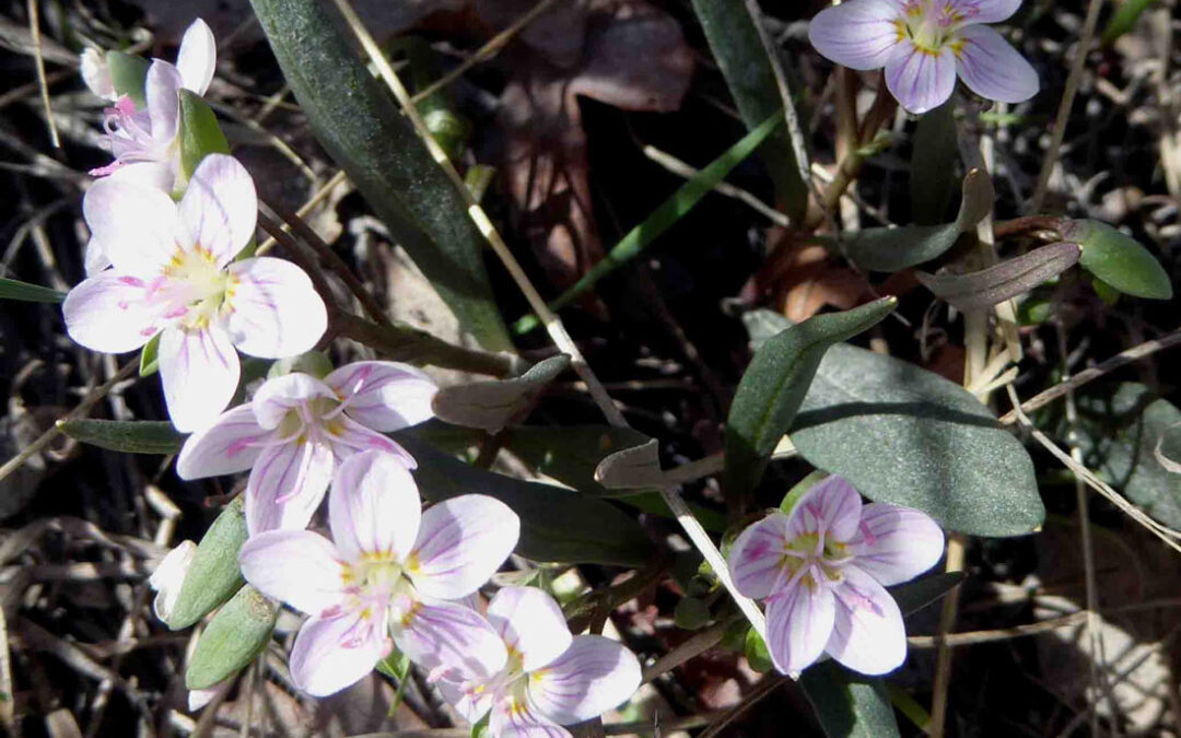 Rocky Mountain Spring Beauty) Claytonia rosea)