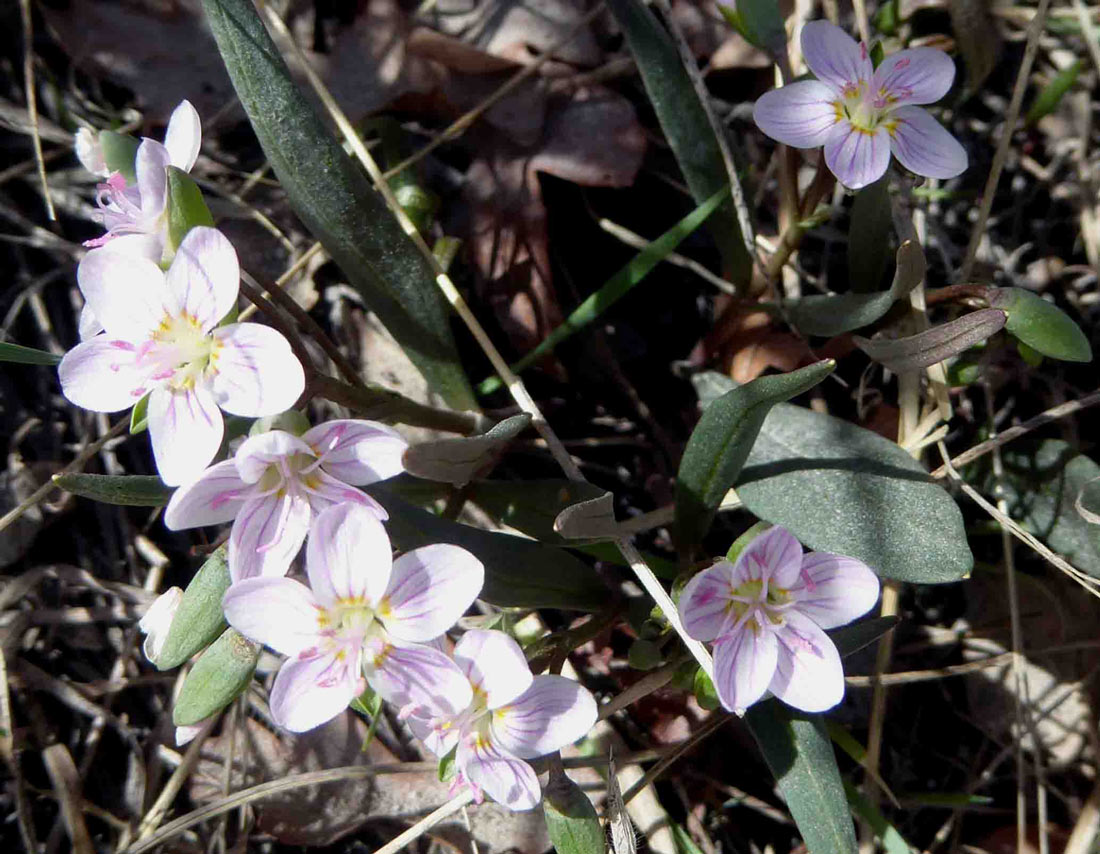 a photo of a group of white spring beauty flowers