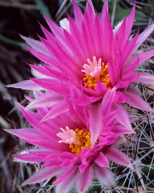 Pincushion Cactus (Escobaria vivipara)