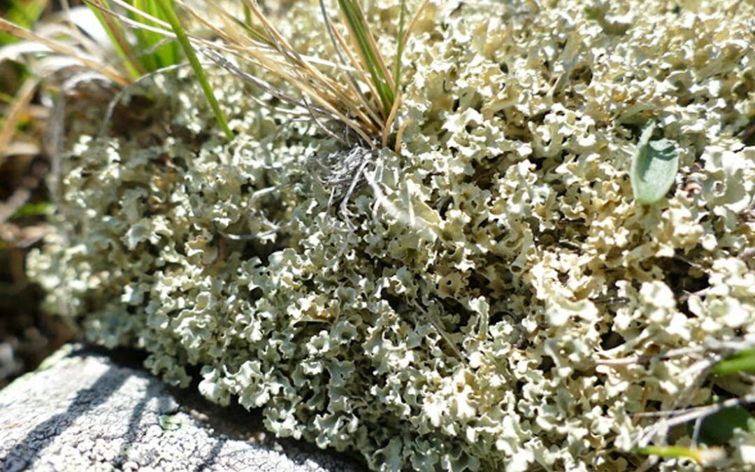 Curled Snow Lichen (Flavocetraria cucullata)