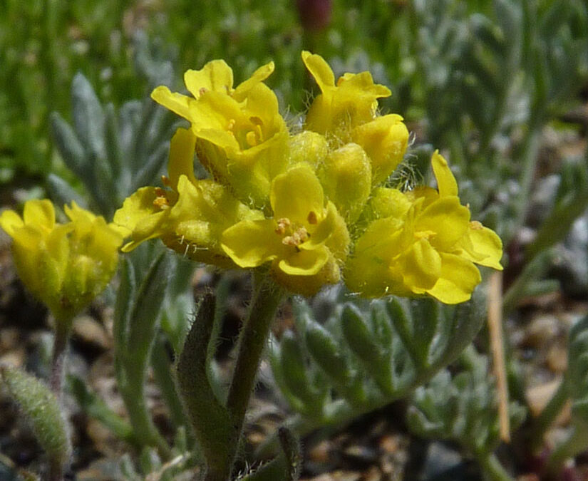 Gray’s Draba (Draba grayana)