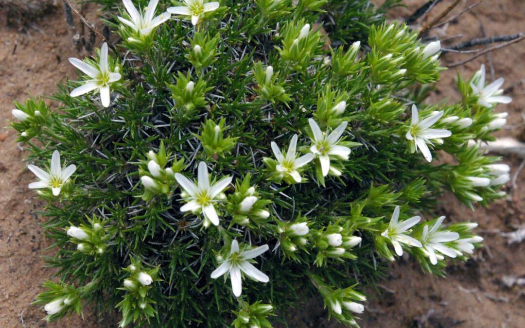 Hooker’s Sandwort (Eremogone hookeri)