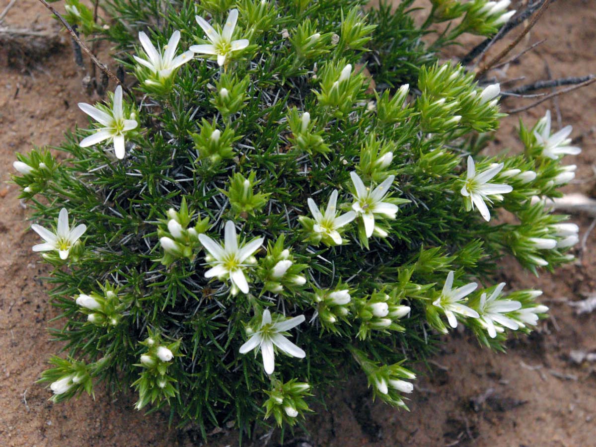 photo of hooker's sandwort plant with little white flowers
