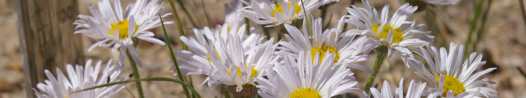 Erigeron_concinnus_140605_LookoutMtn-16-3