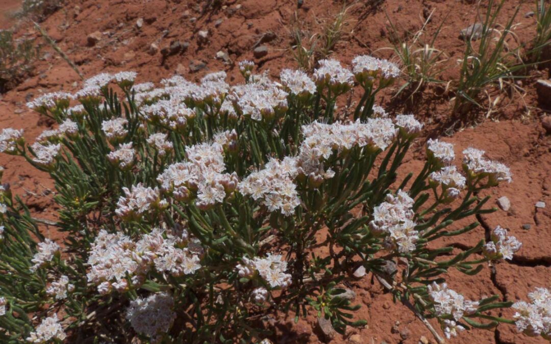 Comb Wash Buckwheat (Eriogonum clavellatum)