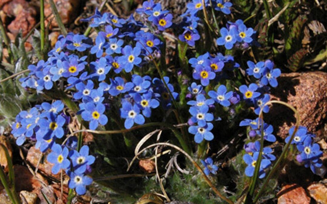 Arctic Alpine Forget-Me-Not ( Eritrichium nanum)