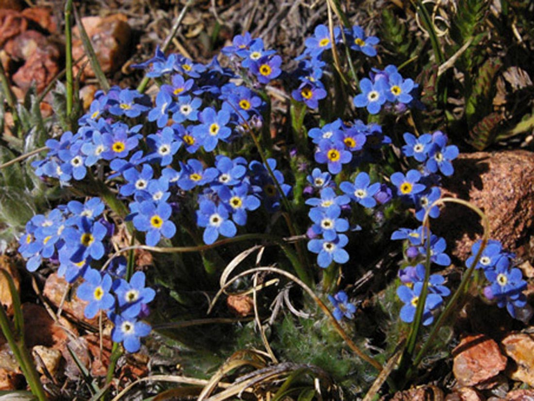 photo of a mound of bright blue Arctic Alpine Forget-Me-Not Flowers