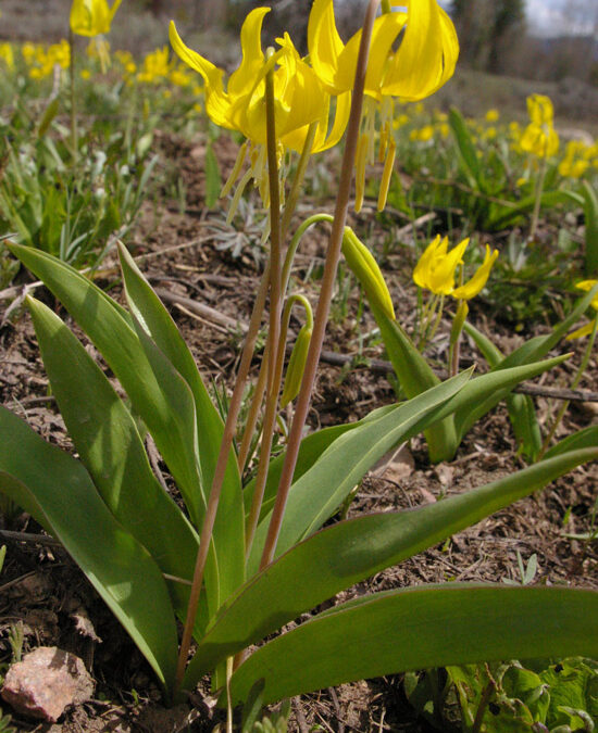 Avalanche Lily (Erythronium grandiflorum)