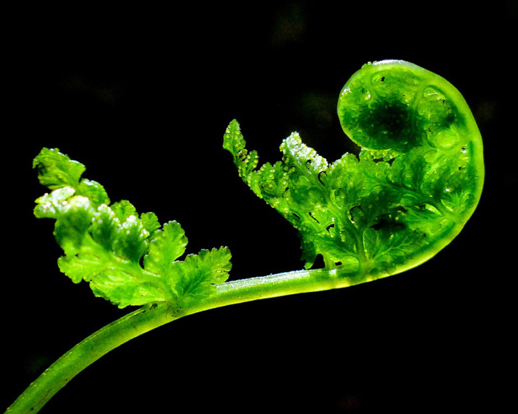 photo of a fern frond unfurling against a black background