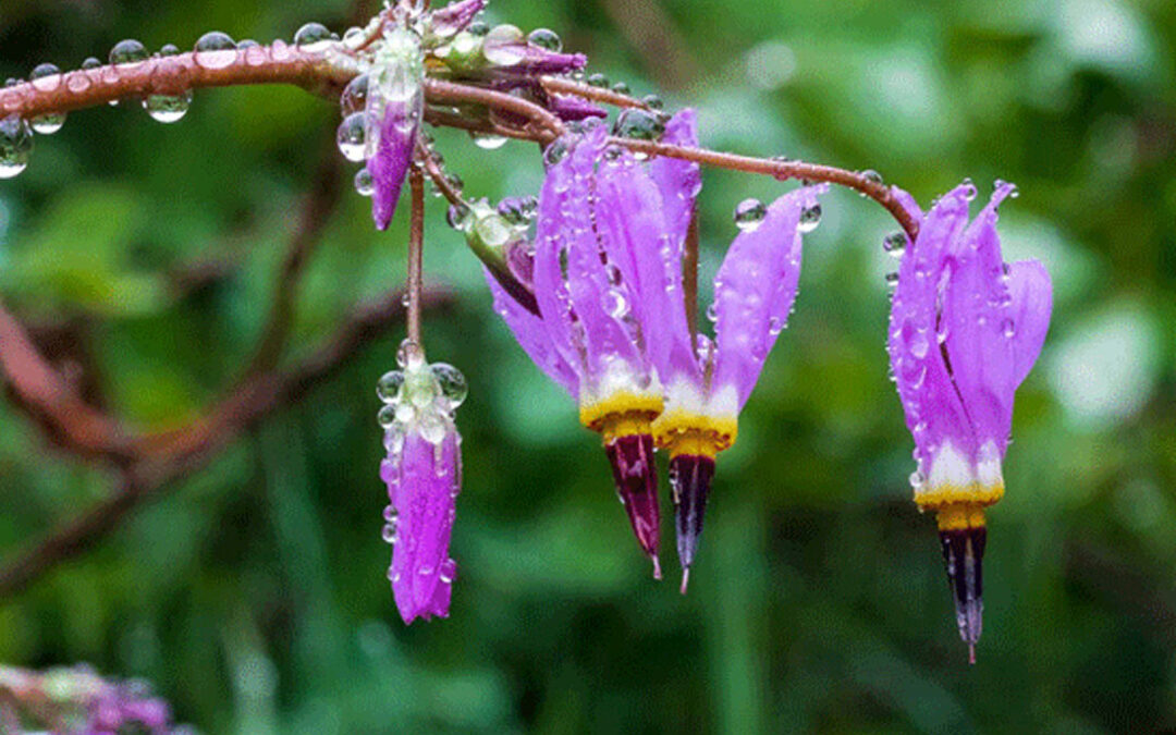 2018 Photo Contest, 1st Place Native Plant Category