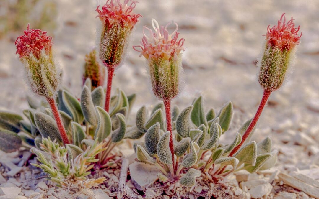 Fullstem (Chamaechaenactis scaposa)