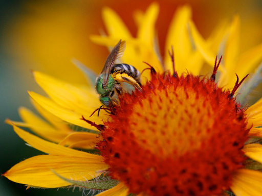 Gailardia and Sweat bee