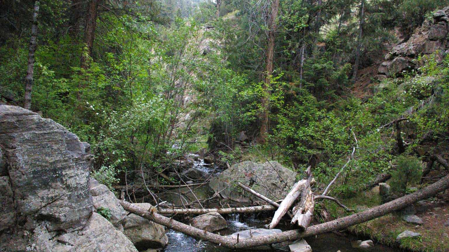 Foothills Riparian Woodland - Colorado Native Plant Society