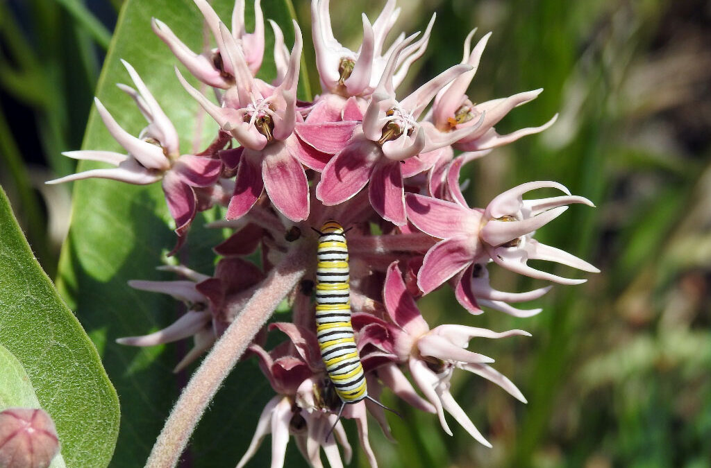 Gorski_Wildlife_Monarch_Butterfly_Caterpillar_on_Showy_Milkweed-1024×827