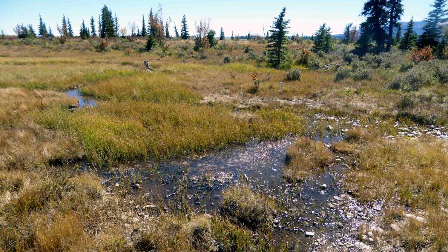 photo of High Creek Fen with a creek running through the middle