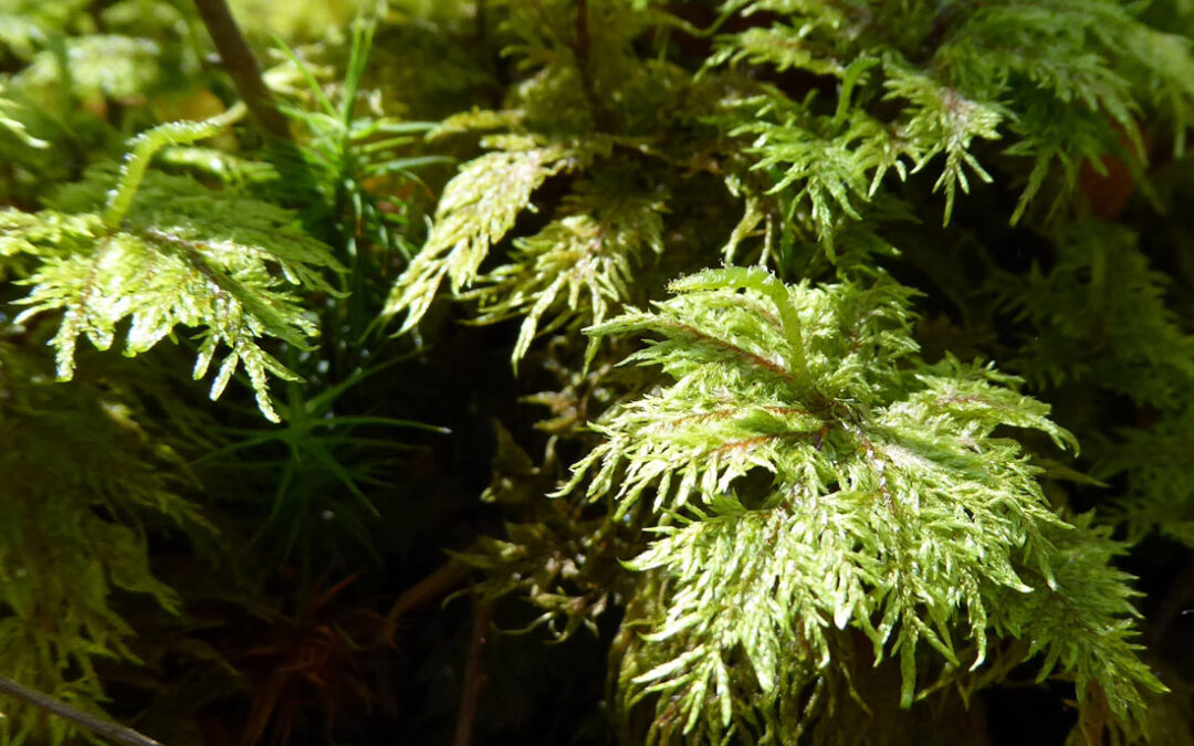 Feather Moss (Hylocomium splendens)
