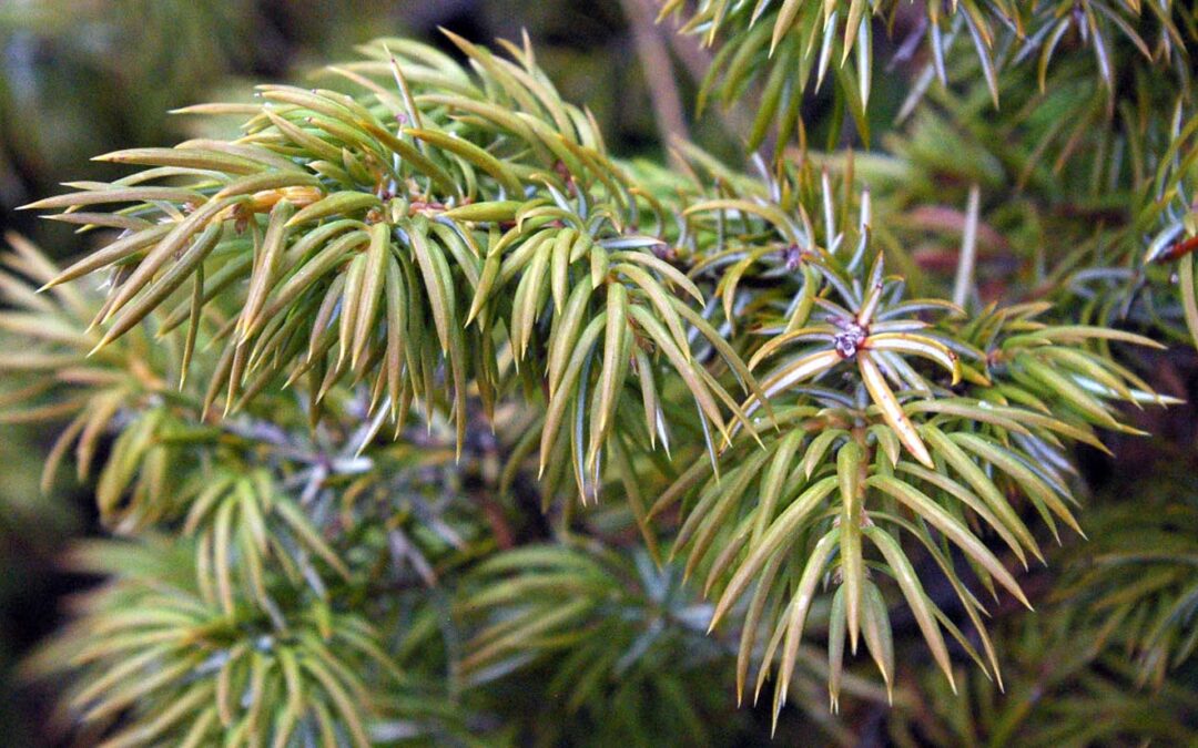 Common Juniper (Juniperus communis)