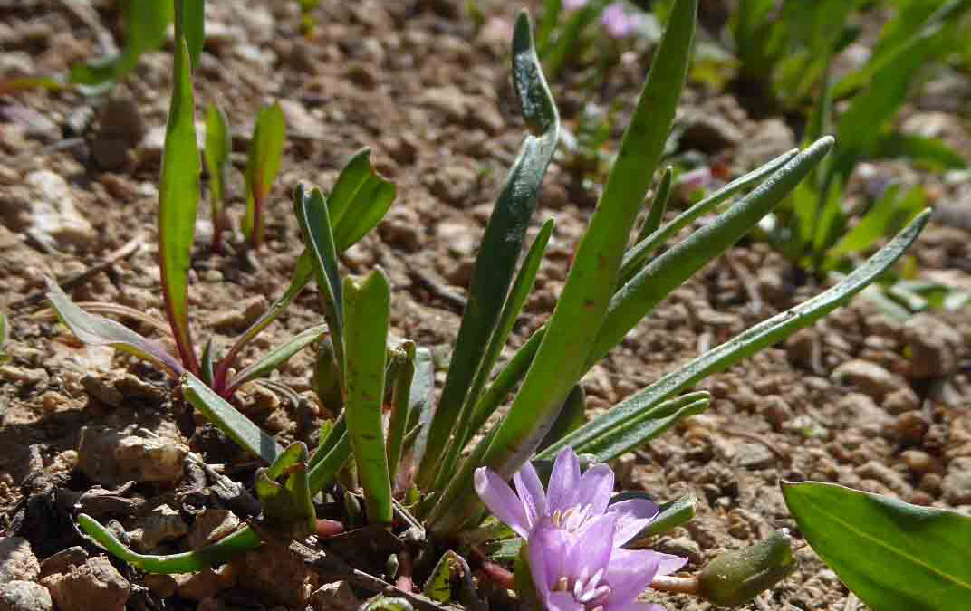 Alpine Lewisia (Lewisia pygmaea)