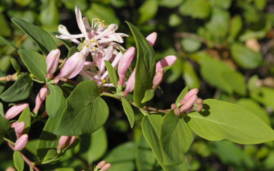 Tatarian Honeysuckle (Lonicera tatarica)