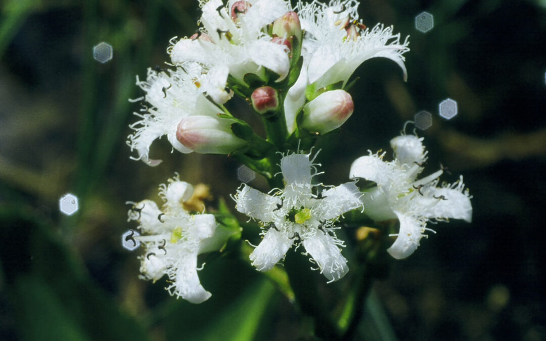 Buckbean (Menyanthes trifoliata)