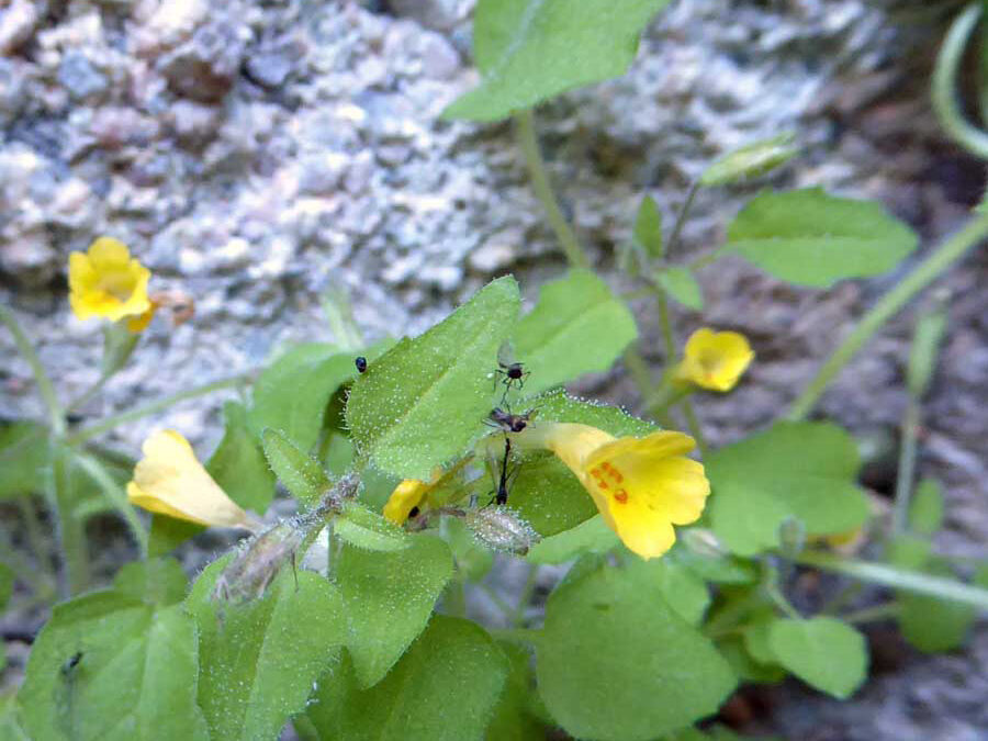 Many-flowered Monkey-flower (Mimulus floribundus)