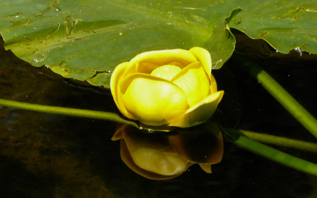 Rocky Mountain Pond Lily (Nuphar polysepala)