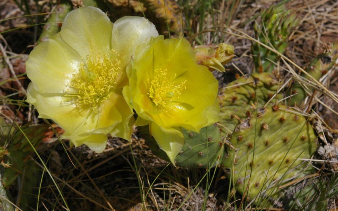 Western Prickly Pear Cactus (Opuntia macrorhiza)