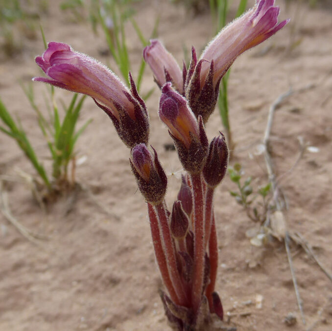 Clustered broomrape (Orobanche fasciculata)