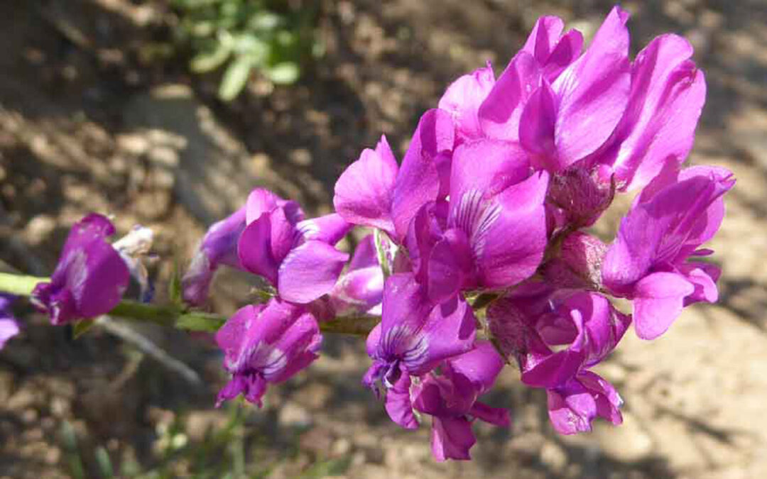 Purple Locoweed (Oxytropis lambertii)