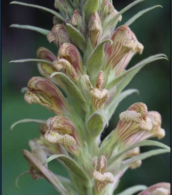 Giant Lousewort (Pedicularis procera)