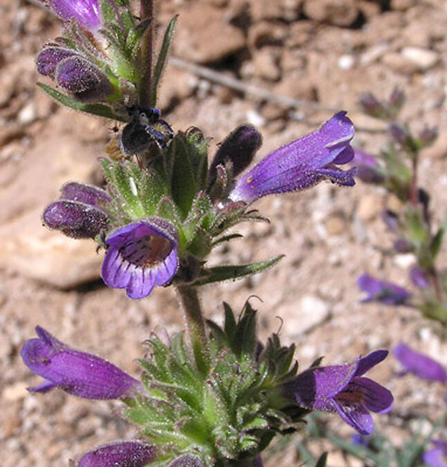 Shortstem Beardtongue (Penstemon breviculus)