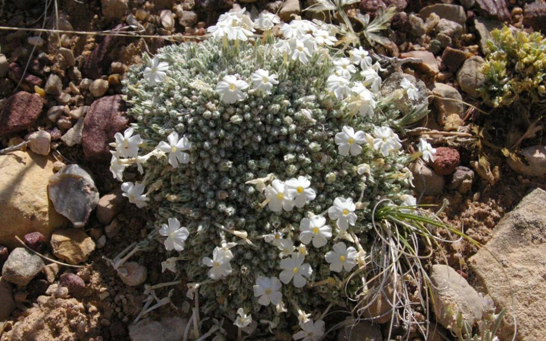 Moss Phlox (Phlox muscoides)