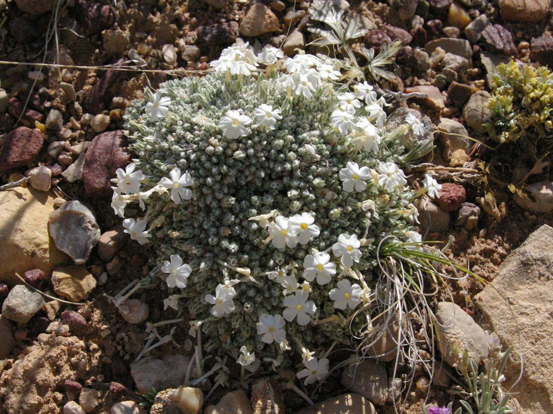 photo of a cushion-shaped moss phlox plant covered with white flowers