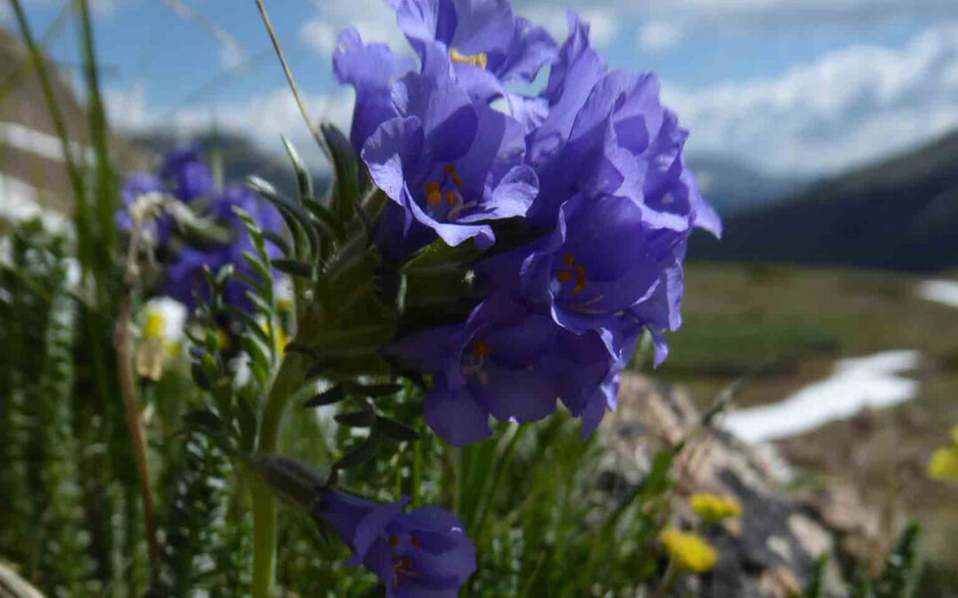 Sky Pilot (Polemonium viscosum)