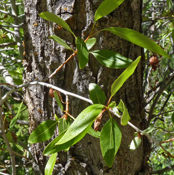 Narrowleaf Cottonwood (Populus angustifolia)