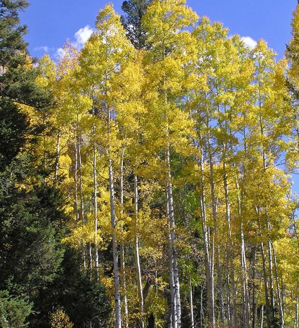 Quaking Aspen (Populus tremuloides)