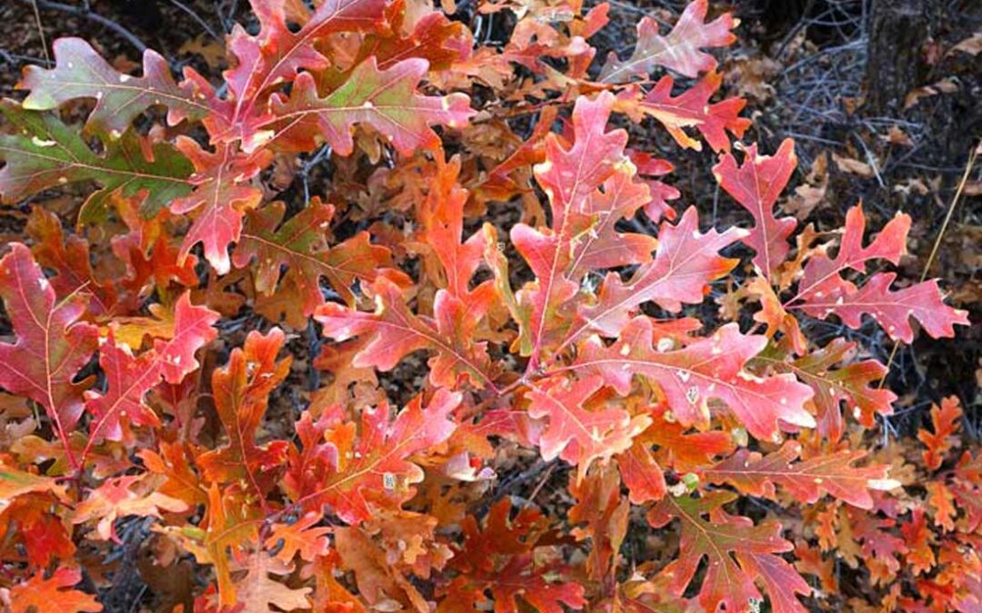 Gambel Oak (Quercus gambellii)