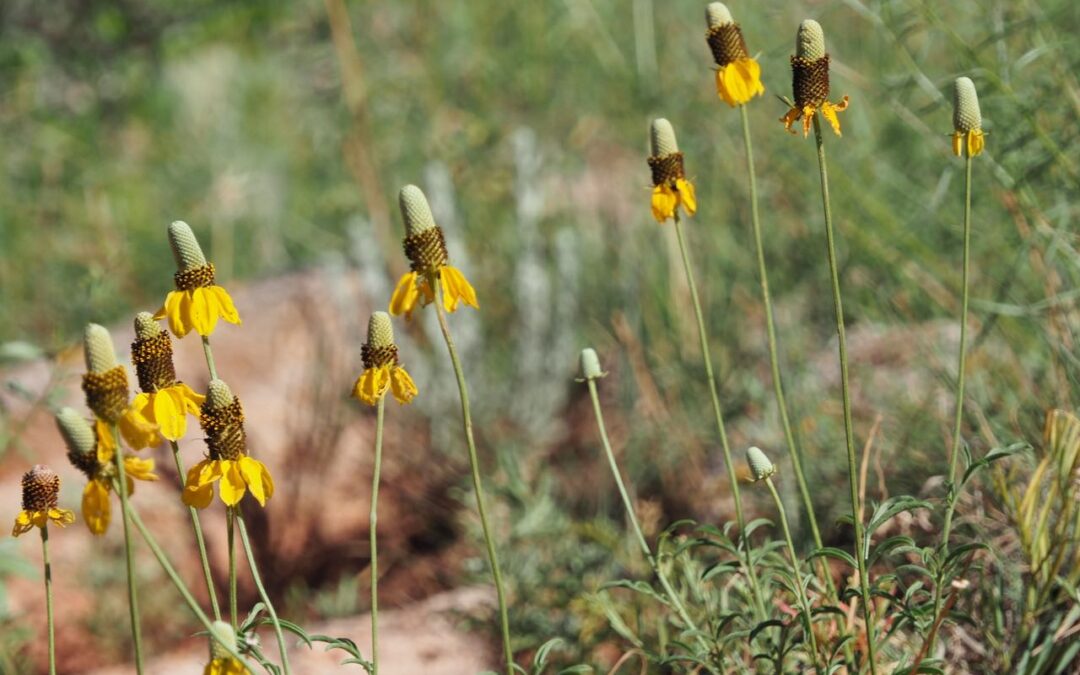 Coneflower (Ratibida columnifera)