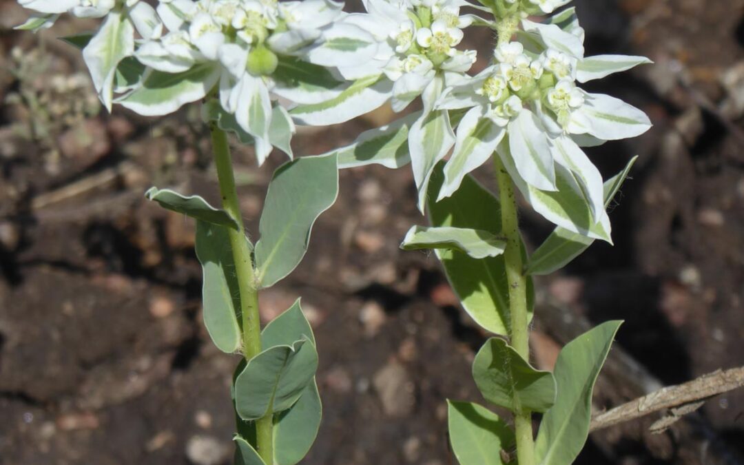 Snow on the Mountains (Euphorbia marginata)