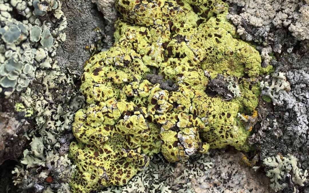 Soil Paint Lichen (Acarospora schleicheri)