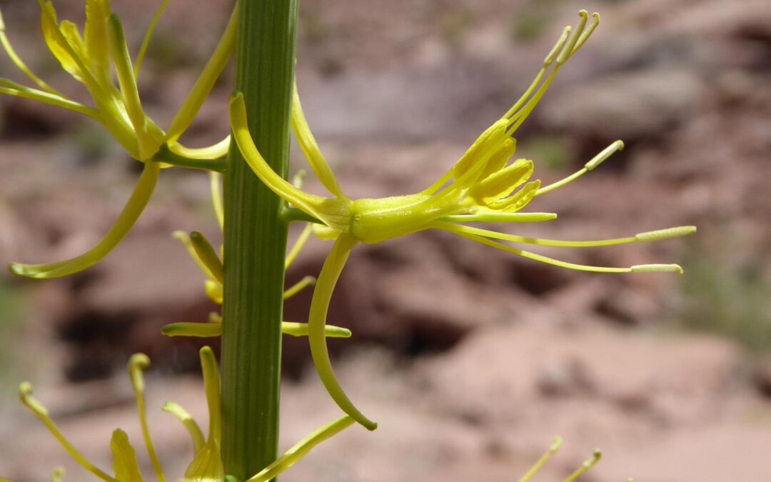 Desert Prince’s Plume (Stanleya pinnata)