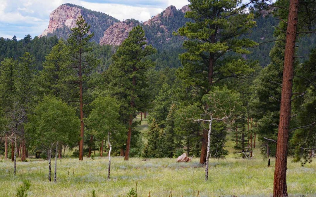 Southern Rocky Mountain Ponderosa Pine Savanna