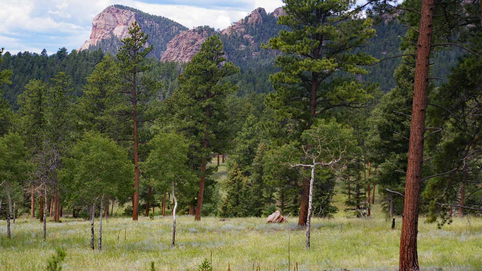 a photo of a meadow and ponderosa pines with mountain in the background