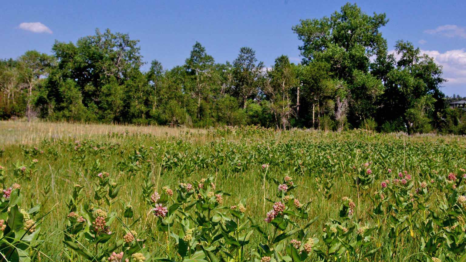 Prairie Grass Logo